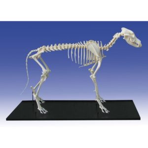 Anatomické muzeum Praha